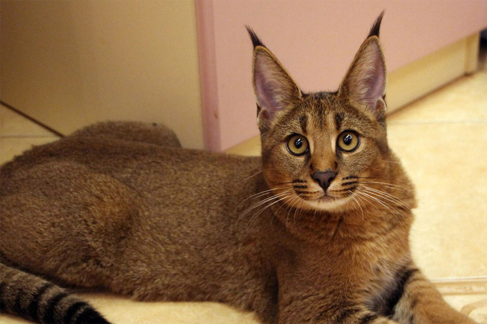 Кошки Чаузи  с кисточками на ушах