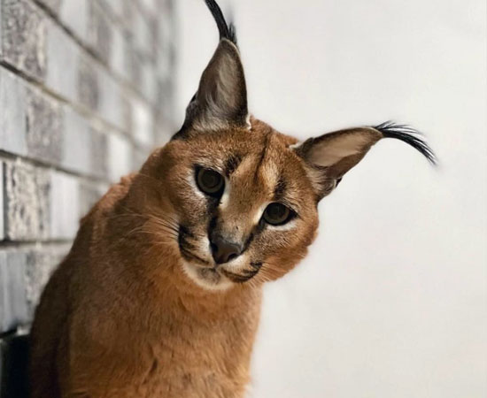 Порода кошек с кисточками на ушах