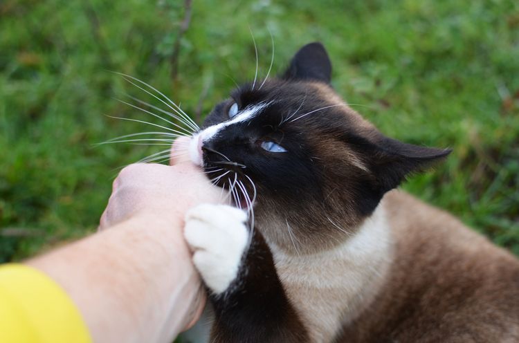 Кошка кусает хозяина