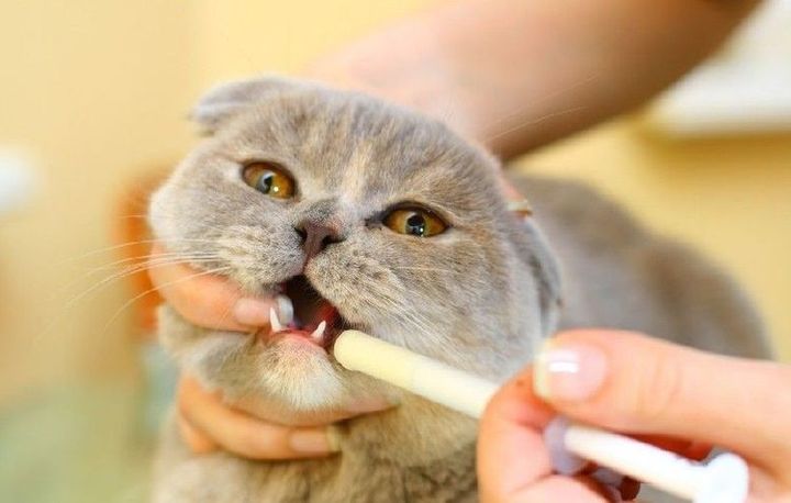 Лечение обильного слюноотделения у кота