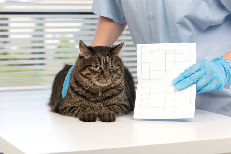 Ветеринарен паспорт за котка