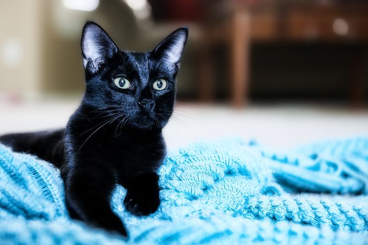 Черная кошка на одеяле