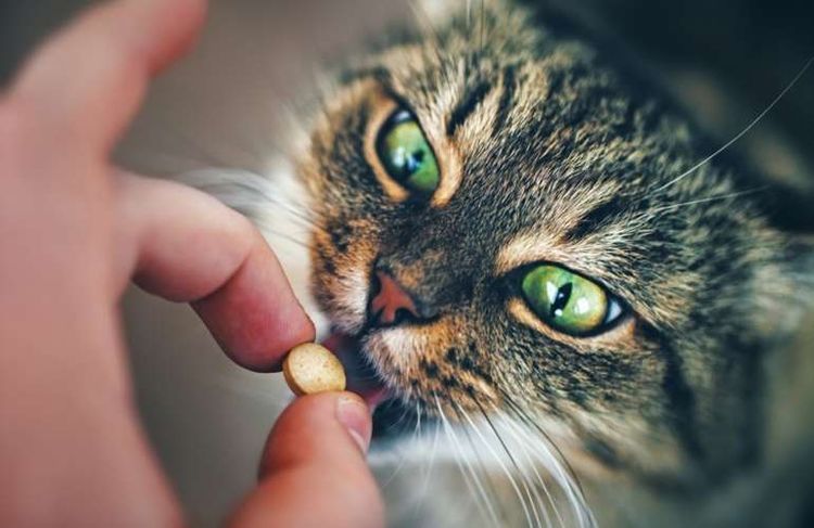 Кот кушает витамины