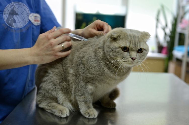 Вакцинация кошки фелоцелом