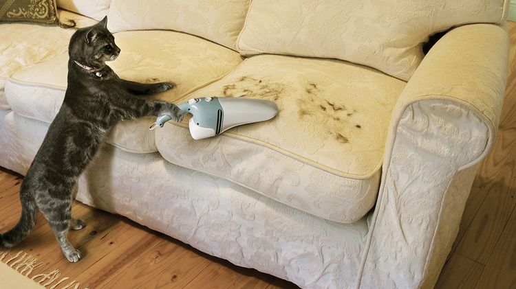 Как избавиться от шерсти собаки или кошки в квартире