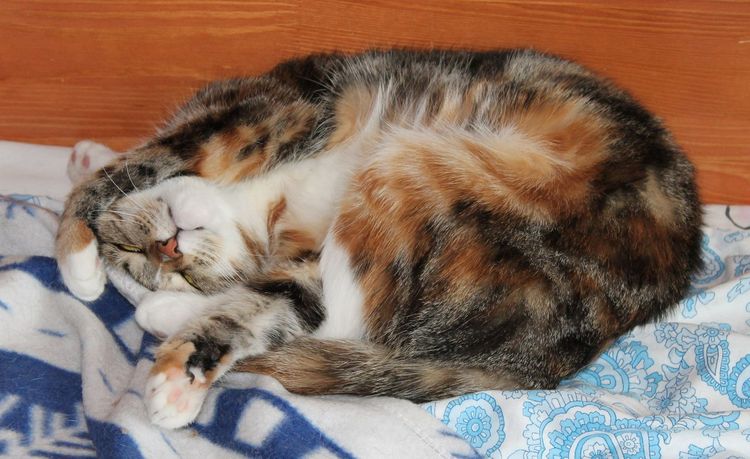 Трехцветная кошка спит