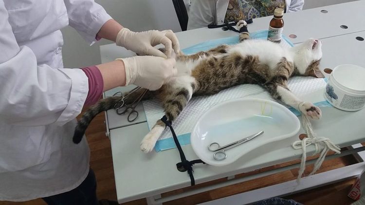 Кошку готовят к стерилизации