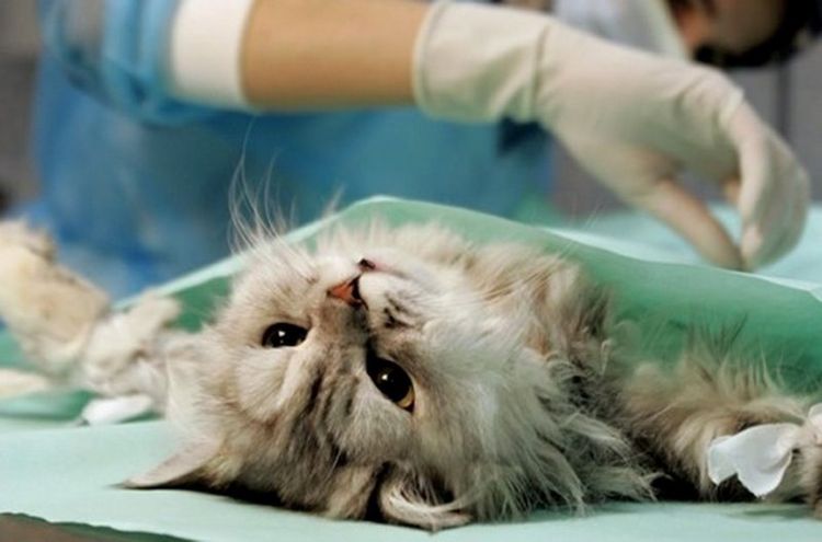Оперирование кошки