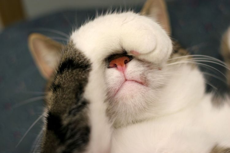 Кот закрывает глаз лапой