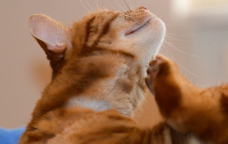 Струпья на шее и на теле у кошек и котов: причины и лечение