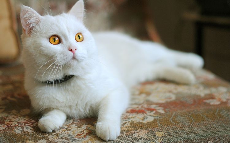 Белая кошка с желтыми глазами