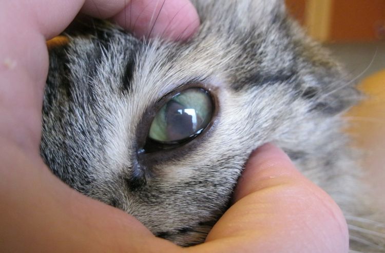 У кота побелел глаз