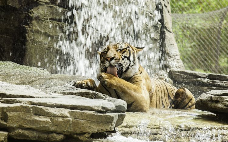 Тигр купается в водопаде