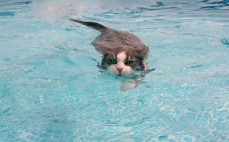 Кот плывет в бассейне