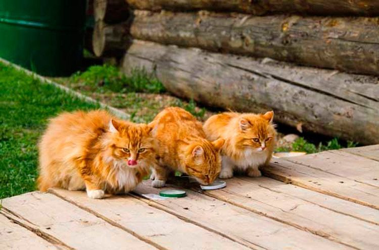 Три рыжих кота едят