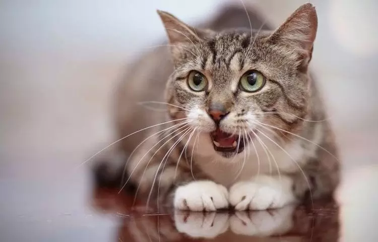 Кошка часто дышит животом: почему и что делать | с открытым ртом, причины