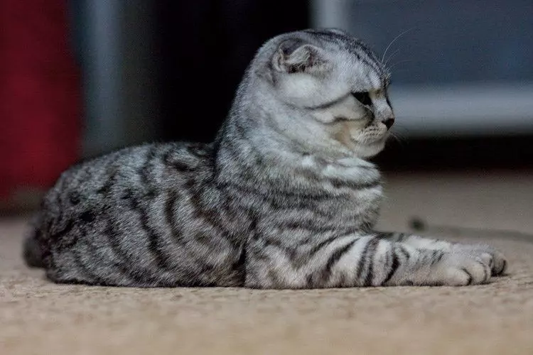 Котенок упал с дивана и хромает передняя лапа