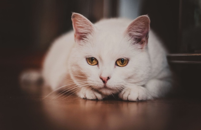 Кошка с желтыми глазами