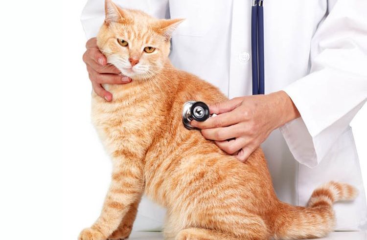 Ветеринар осматривает рыжего кота