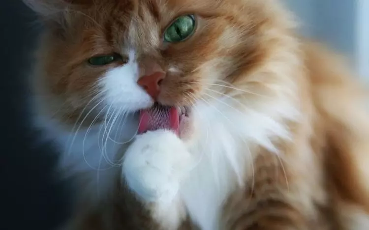 Пена изо рта у кошки или кота: причина и что делать | почему идет белая пена