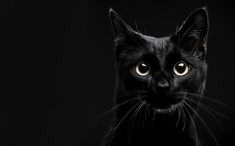 Виждат ли котките в тъмното