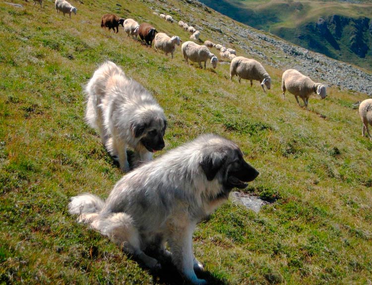 шарпланинские овчарки пасут овец