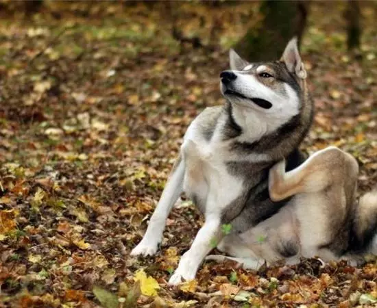 У сучки явно чешется между ног