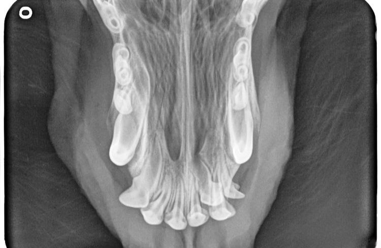 Рентгенограмма резцов верхней челюсти собаки при флюсе