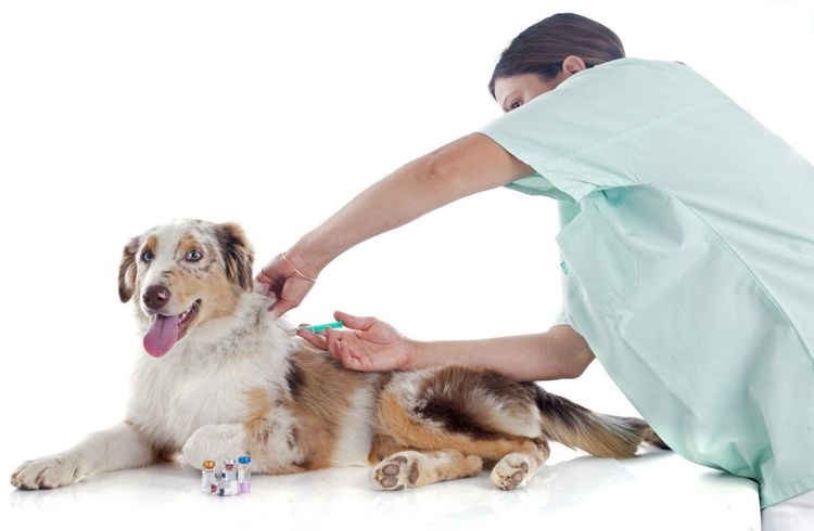 Как сделать прививку собаке
