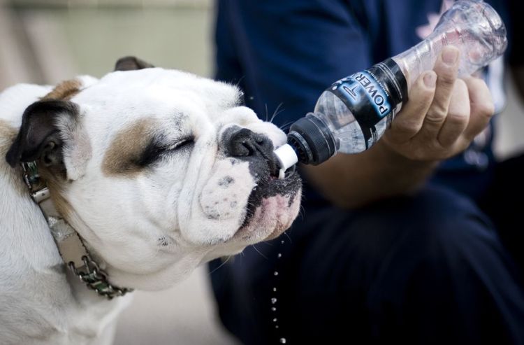 Собаке дают пить воду