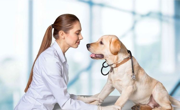 Собака с ветеринаром