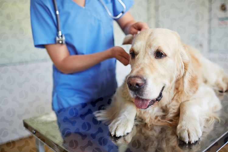 Обследование собаки ветеринаром