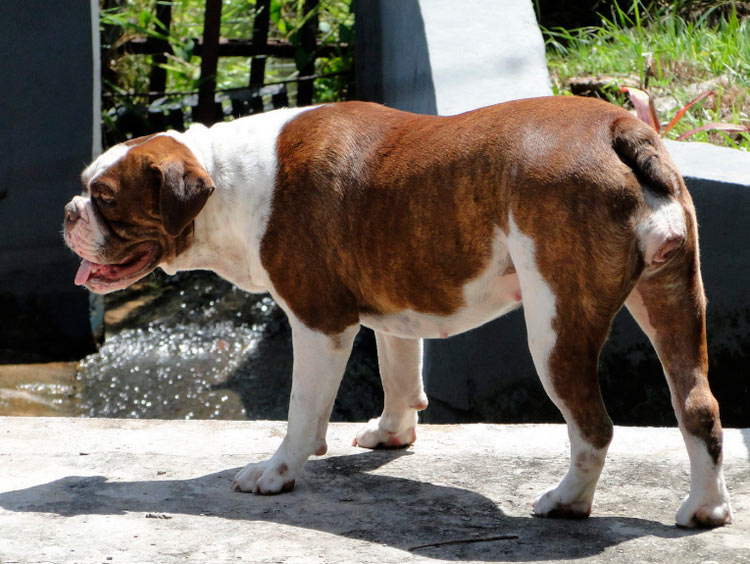 порода собак бразильский бульдог