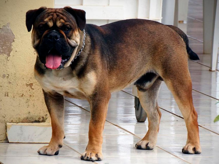 собака породы бразильский бульдог