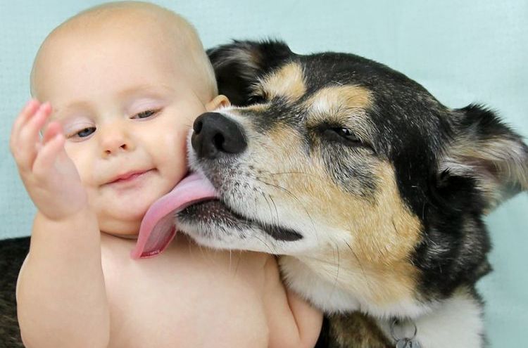 Собака облизывает лицо ребенка