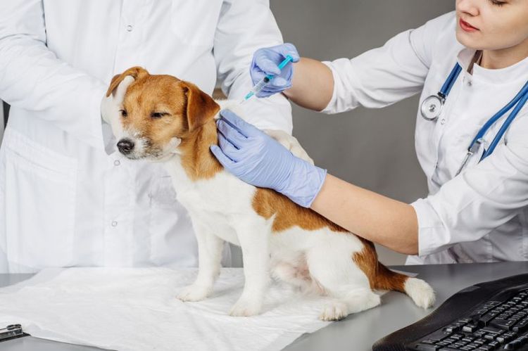 Лечение болезни Лайма у собак