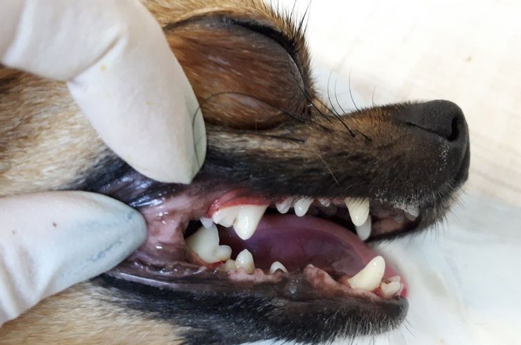 Ультразвуковая чистка зубов собаки