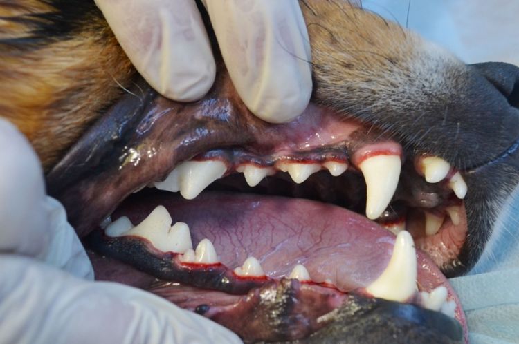 Ультразвуковая чистка зубов собаки