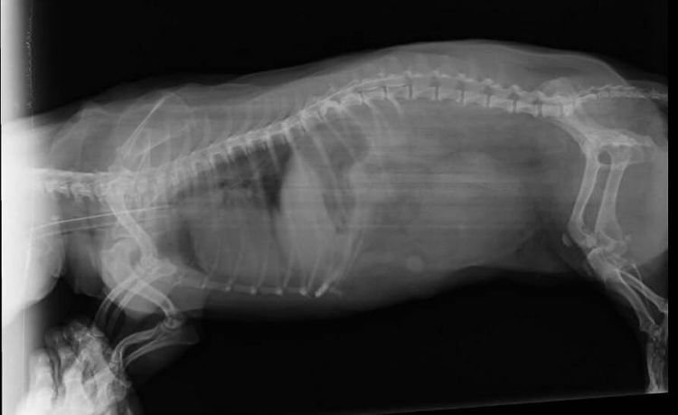 Рентген позвоночника собаке