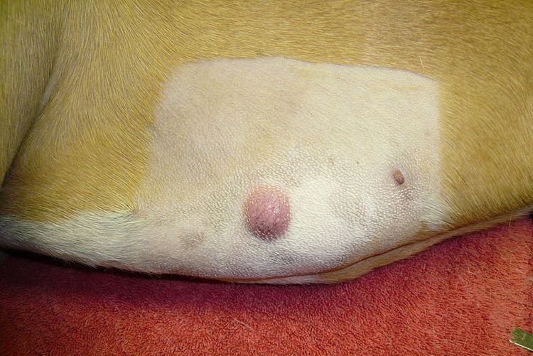 Мастоцитома у собак