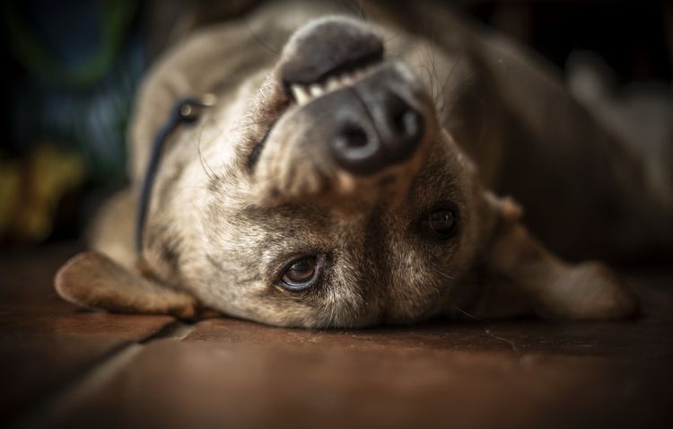 Вестибулярный синдром у собак