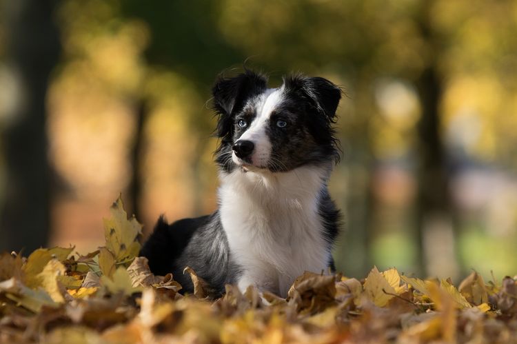 Собака в листьях