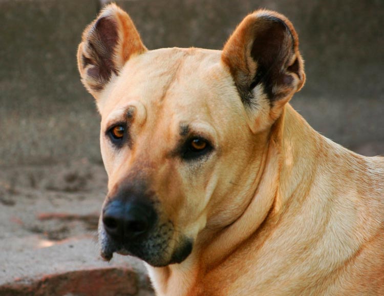 собака породы Уругвайский симаррон