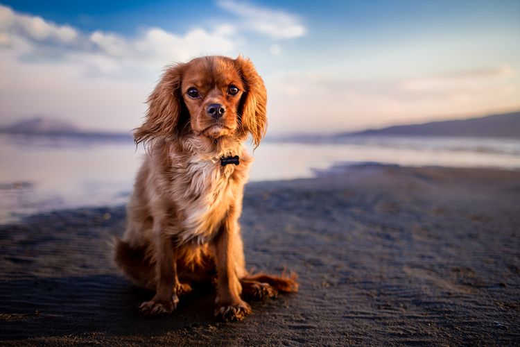 Блошиный дерматит у собак: симптомы и лечение, фото