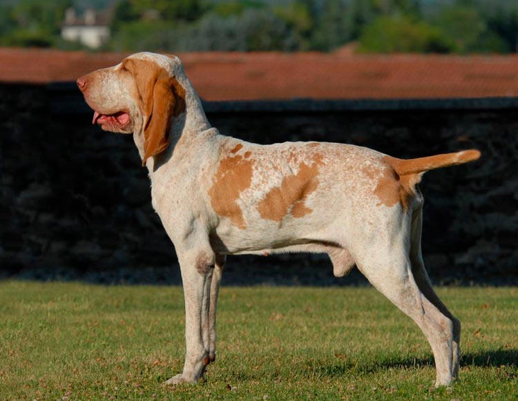 порода собак Итальянский бракк