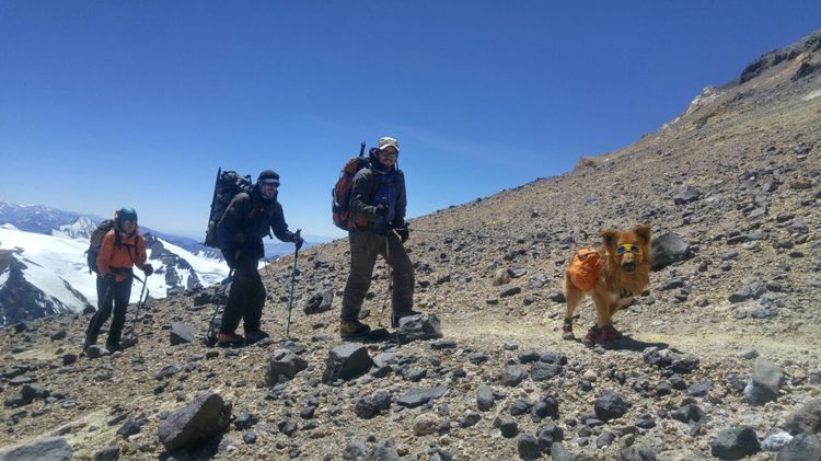 Собака с альпинистами