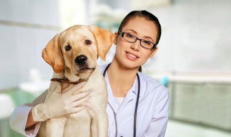 Собака у ветеринара