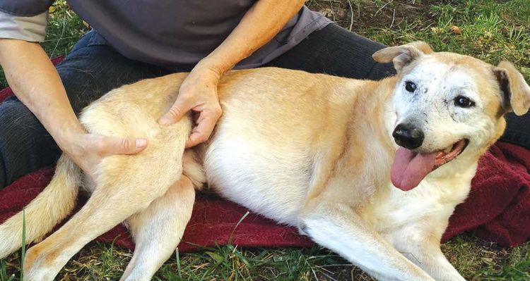 Кучешки масаж на задни крака