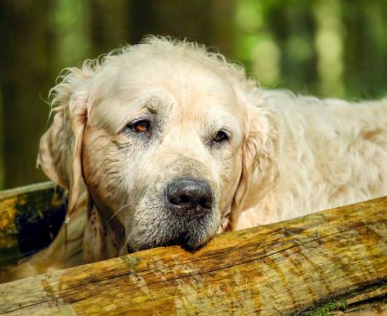 Осложнения после пироплазмоза у собак