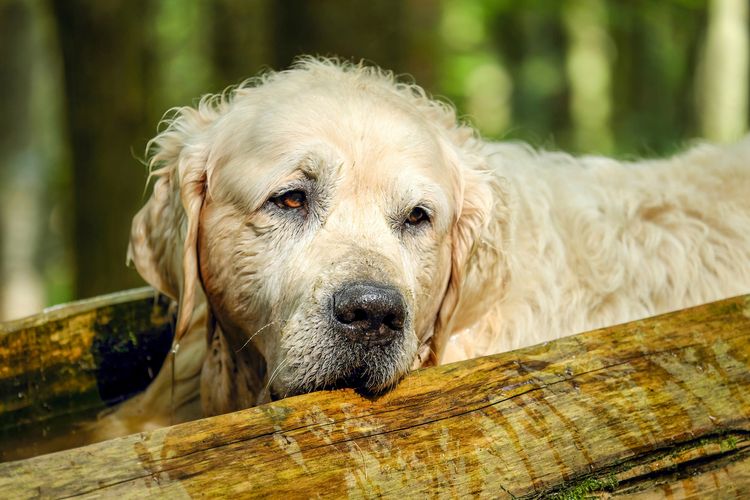 Осложнения после пироплазмоза у собак